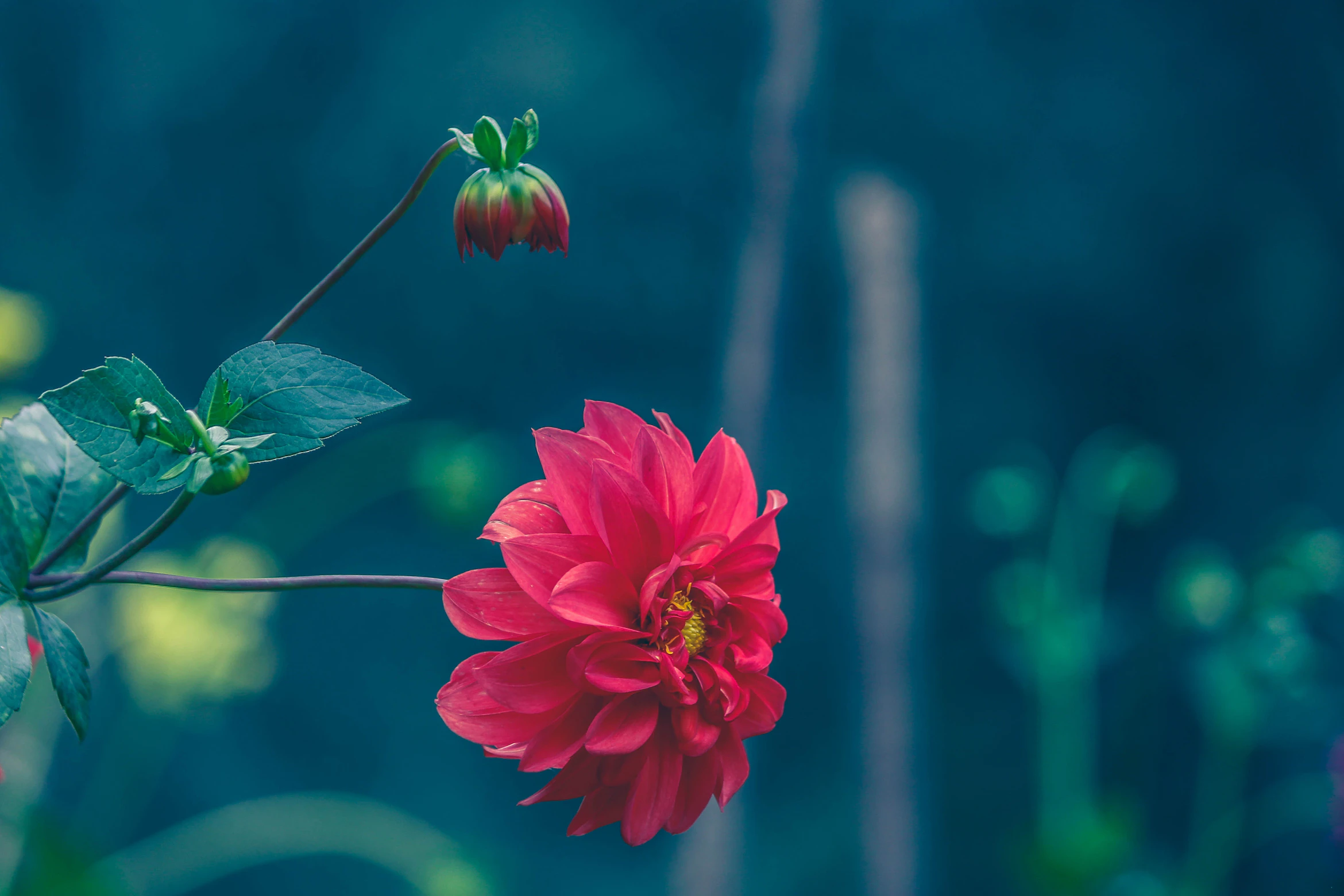 flowers